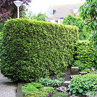 P. van den Bos