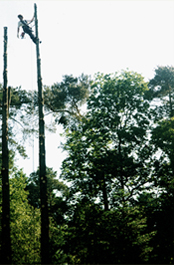 P. van den Bos