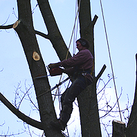 P. van den Bos